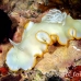 nudibranch_elegant_mid_h_0705_png1381.jpg